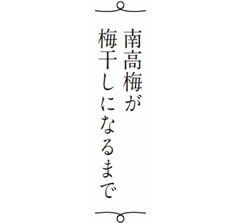 南高梅が梅干しになるまで