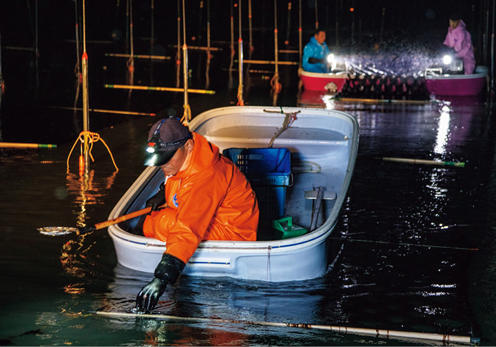 有明海に広がる海苔の養殖場にて海苔を初摘みする様子