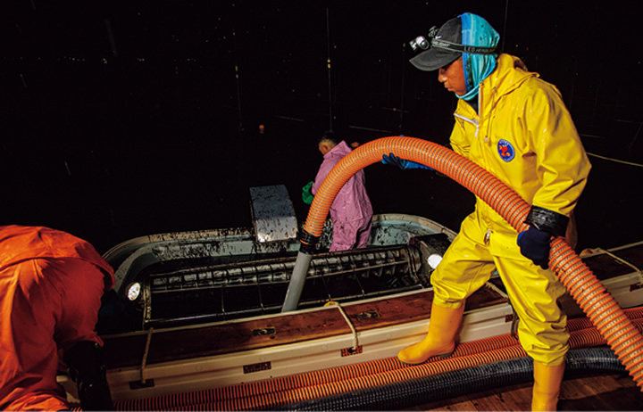 柔らかく香りが良いとされる新芽「一番摘み」の収穫の真っ只中