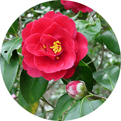 JRJスプリウムローヤルゼリー product-platinum.png