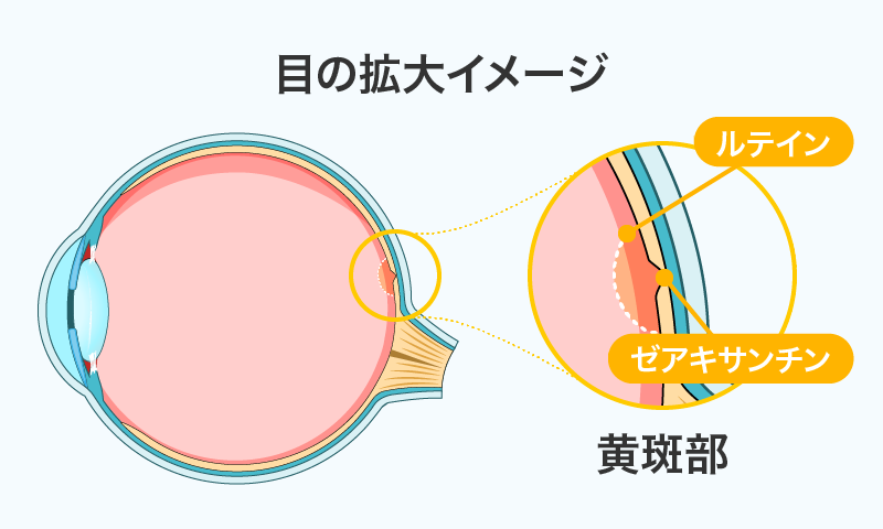黄斑部拡大イメージ