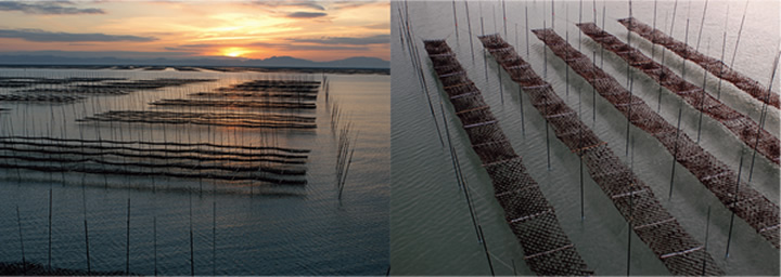 「支柱式養殖」という独自の養殖法