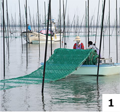 海苔の種を植え付けたカキ殻を沈めます
