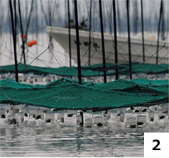 海苔の種を植え付けたカキ殻を沈めます